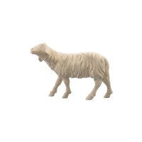 IN Sheep looking left