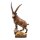 Ibex - painted - 4,3 inch