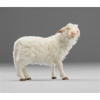 Sheep with wool