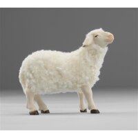 Pecora in piedi con lana