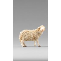 Schaf mit Wolle zurückschauend