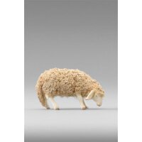 Sheep with wool grazing