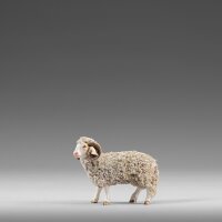 Ram with wool