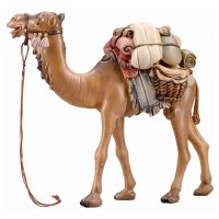 IN Camel with luggage