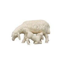 Sheep with lamb sucking