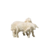 Pecore in coppia